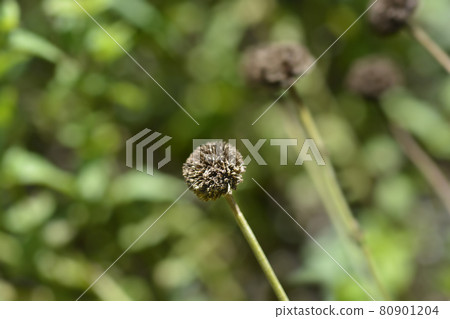 Yellow chamomile Yellow chamomile 80901204