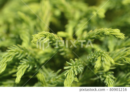 Japanese cedar Globosa Nana Japanese cedar Globosa Nana 80901216