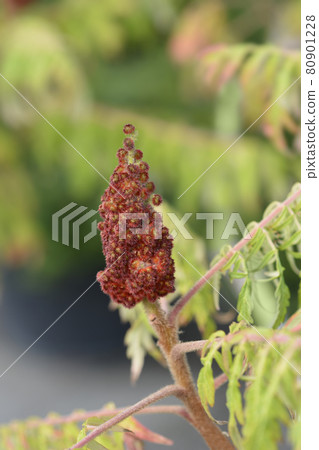Staghorn sumac Staghorn sumac 80901228