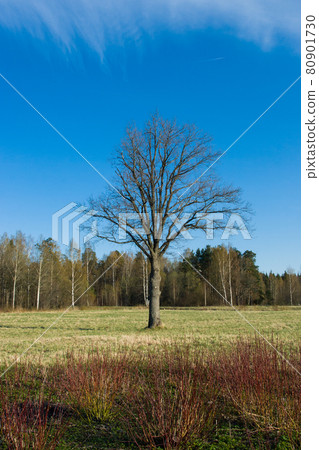 Lonely tree Lonely tree 80901730