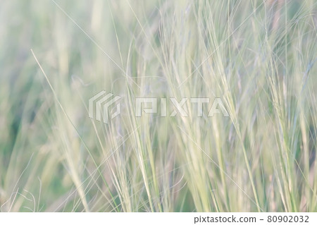 Texture natural background plant feather grass in the steppe in the wind Texture natural background plant feather grass in the steppe in the wind 80902032
