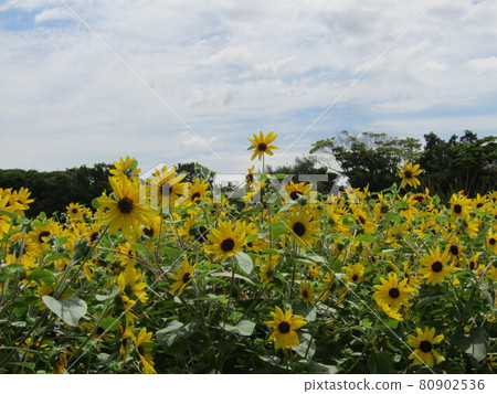  Speaking of summer flowers, yellow sunflower 80902536