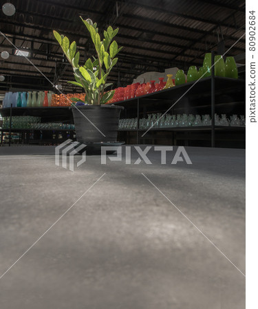 Zanzibar gem (Zamioculcas Zamifolia) is an ornamental plant that helps filter air and helps absorb toxins in black pot on table at glassware warehouse. Zanzibar gem (Zamioculcas Zamifolia) is an ornamental plant that helps filter air and helps absorb toxins in black pot on table at glassware warehouse. 80902684