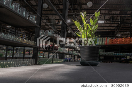 Zanzibar gem (Zamioculcas Zamifolia) is an ornamental plant that helps filter air and helps absorb toxins in black pot on table at glassware warehouse. Zanzibar gem (Zamioculcas Zamifolia) is an ornamental plant that helps filter air and helps absorb toxins in black pot on table at glassware warehouse. 80902689