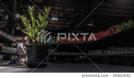 Zanzibar gem (Zamioculcas Zamifolia) is an ornamental plant that helps filter air and helps absorb toxins in black pot on table at glassware warehouse. Zanzibar gem (Zamioculcas Zamifolia) is an ornamental plant that helps filter air and helps absorb toxins in black pot on table at glassware warehouse. 80902692