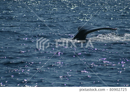 Humpback whale tail 80902725