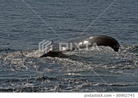 Humpback whale tail 80902745