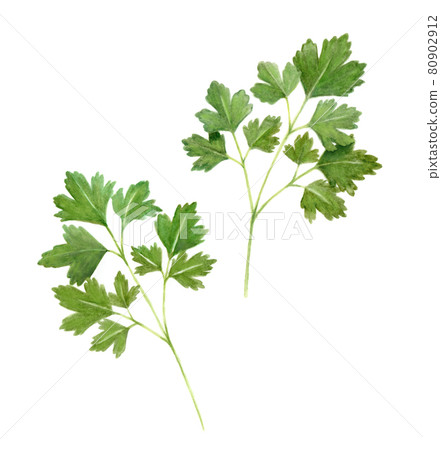 Watercolor illustration of Italian parsley 80902912