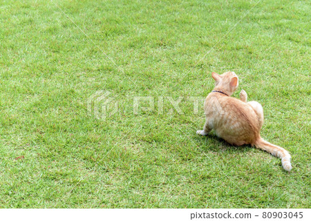 Back view of a cat grooming on the lawn 80903045