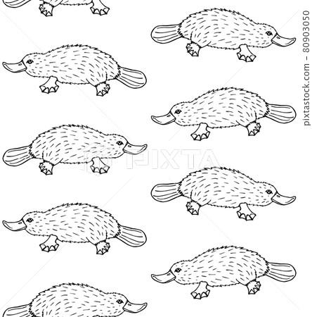 Vector seamless pattern of Platypus duckbill Vector seamless pattern of Platypus duckbill 80903050