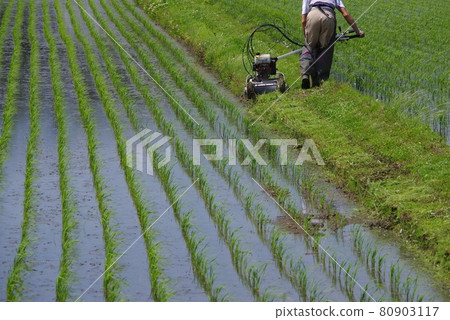 Mowing the shore A walking type mowing machine 80903117