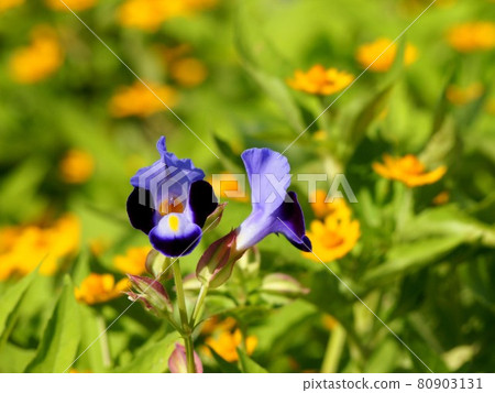 盛開在充滿陽光的花壇中的藏青夏紫羅蘭 Torenia 照片素材 圖片 圖庫