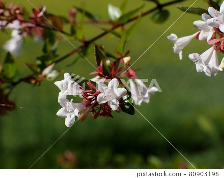 晨曦中阿貝利亞的白花 80903198