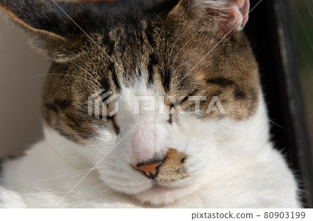可愛的睡著的臉野雞貓 80903199