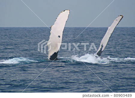 Humpback whale head slap Okinawa Zamami Island Humpback whale head slap Okinawa Zamami Island 80903489