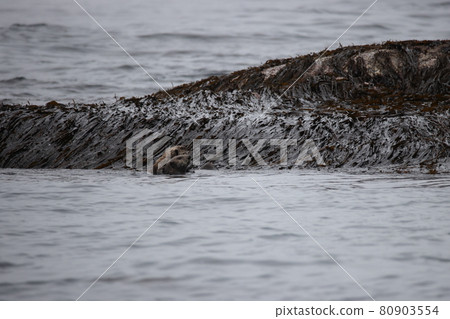 海獺父母和孩子在海上游泳 海獺父母和孩子在海上游泳 80903554