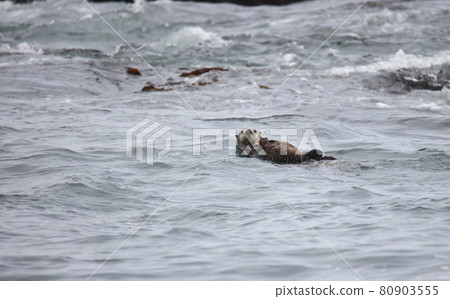 海獺父母和孩子在海上游泳 海獺父母和孩子在海上游泳 80903555