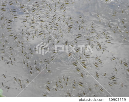A flock of water striders that cover the surface of the water A flock of water striders that cover the surface of the water 80903559
