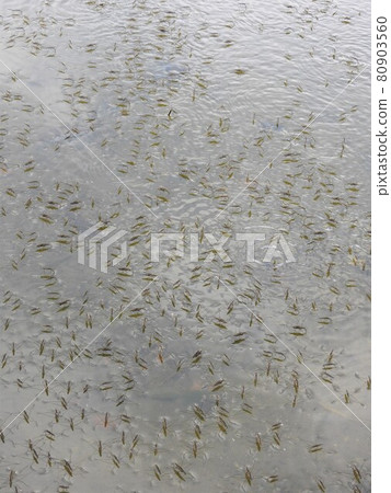A flock of water striders that cover the surface of the water A flock of water striders that cover the surface of the water 80903560