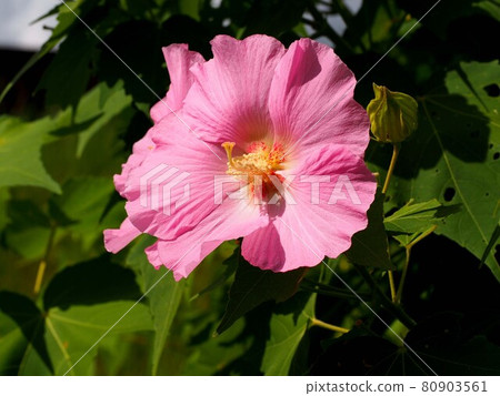 Pink Confederate rose flower close-up Pink Confederate rose flower close-up 80903561