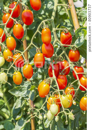 Mini tomatoes made in the vegetable garden Aiko 80903737