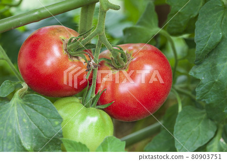 Red tomato kitchen garden Red tomato kitchen garden 80903751