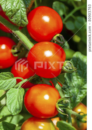 Mini tomatoes made in the vegetable garden Mini tomatoes made in the vegetable garden 80903763