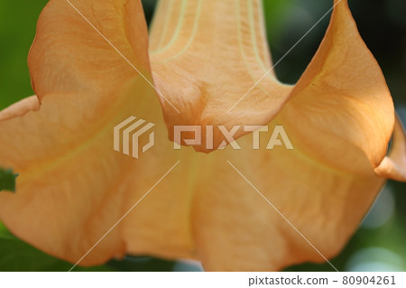 植物 / 黃色花朵 植物 / 黃色花朵 80904261