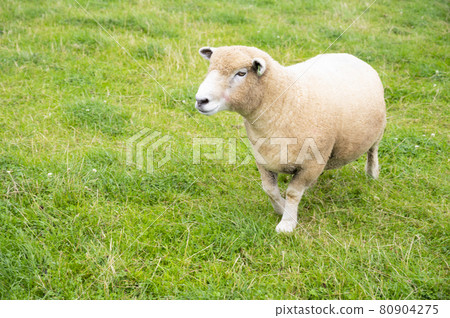 Adorable cute little sheep lbaby amb in the green grass, at the animal farm in U.K Adorable cute little sheep lbaby amb in the green grass, at the animal farm in U.K 80904275