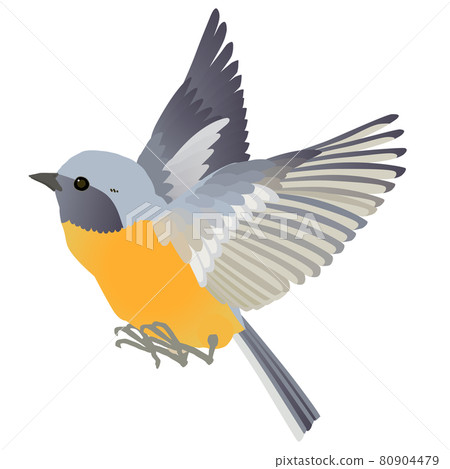 Redstart Flapping Cute wild bird Daurian Redstart flapping vector... - Stock Illustration ...
