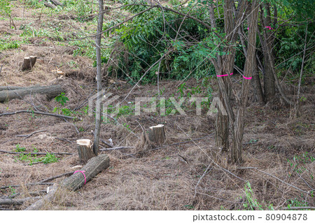 Logging of black locust in the river Logging of black locust in the river 80904878