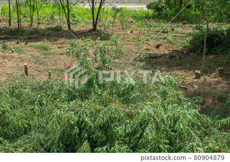 Logging of black locust in the river Logging of black locust in the river 80904879