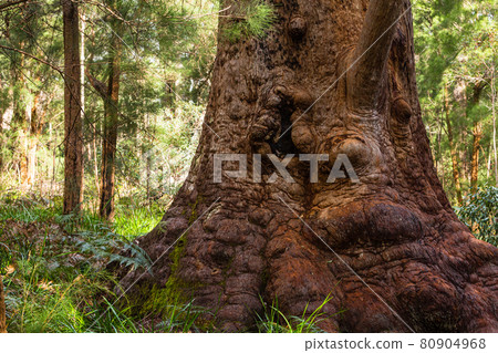 Eucalyptus trees in the Valley of the Giants, Denmark, Australia 80904968