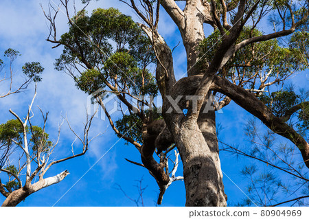 Australia Denmark Valley of the Giants 80904969