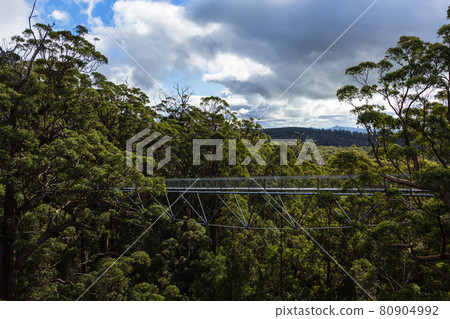 澳大利亞-丹麥巨人谷樹頂漫步 80904992