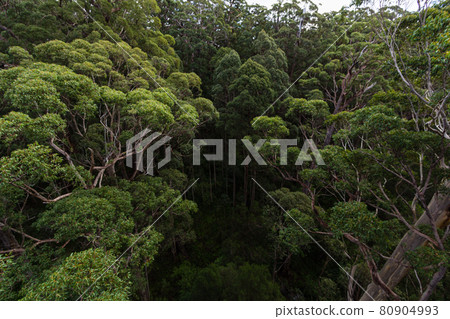 澳大利亞-丹麥巨人谷樹頂步行視圖從樹頂 80904993