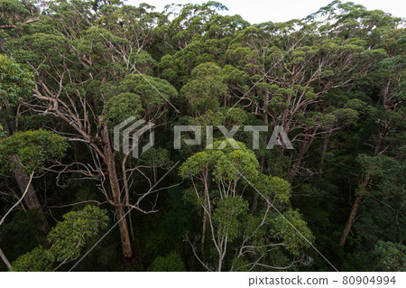 澳大利亞-丹麥巨人谷樹頂步行視圖從樹頂 80904994