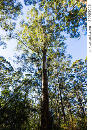 澳大利亞彭伯頓的卡利樹 澳大利亞彭伯頓的卡利樹 80905006