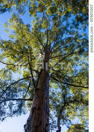 澳大利亞彭伯頓的卡利樹 80905007