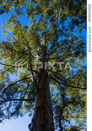 澳大利亞彭伯頓的卡利樹 澳大利亞彭伯頓的卡利樹 80905008