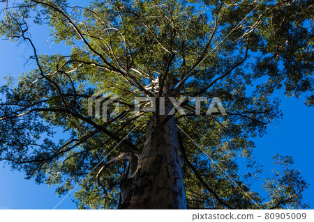 澳大利亞彭伯頓的卡利樹 80905009