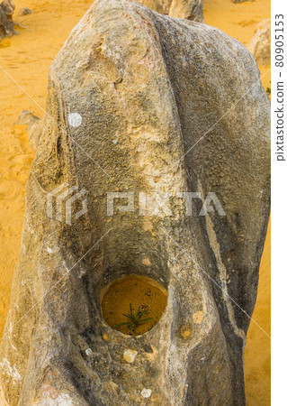 Pinnacles in Nambung National Park, Australia 80905153