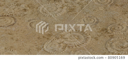 Fossil ammonite floor. Stone texture background. 3D Rendering illustration. 80905169