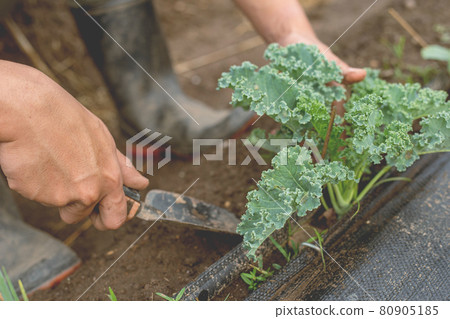 Gardening concept a young male gardener taking care of a vegetable by shoveling the soil around the plant 80905185