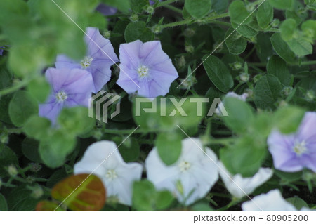 紫色和白色的花朵 紫色和白色的花朵 80905200