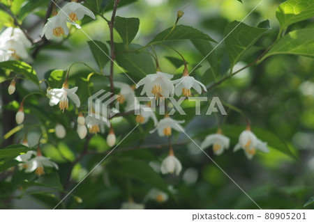 安息香花 安息香花 80905201