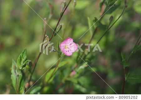 Yuge肖花 Yuge肖花 80905202