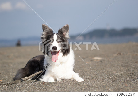 A black-and-white border collie flirting on the sandy beach A black-and-white border collie flirting on the sandy beach 80905257