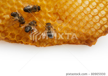 National honey bee day. Frame with Bees crawl on honeycomb. National honey bee day. Frame with Bees crawl on honeycomb. 80905930