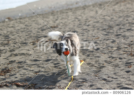 A black and white border collie happily picking up balls on the sandy beach A black and white border collie happily picking up balls on the sandy beach 80906126